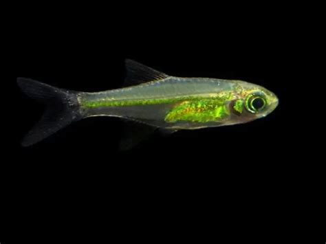 green fish|7 Green Fish for Freshwater Tanks.